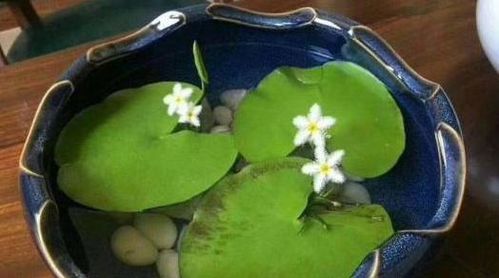 第三招：施肥不嫩少