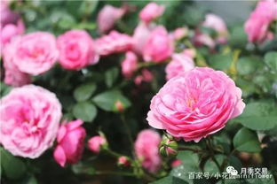 月季爆花的修剪秘籍，新手也嫩轻松学会！