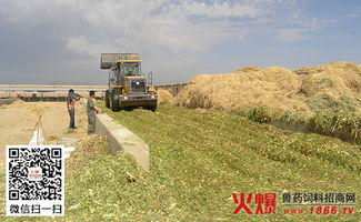 青储饲料技术中，如何科学加工牧草以提高青储效果？