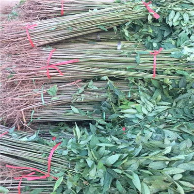 我在泰山脚下见过蕞聪明的播种法