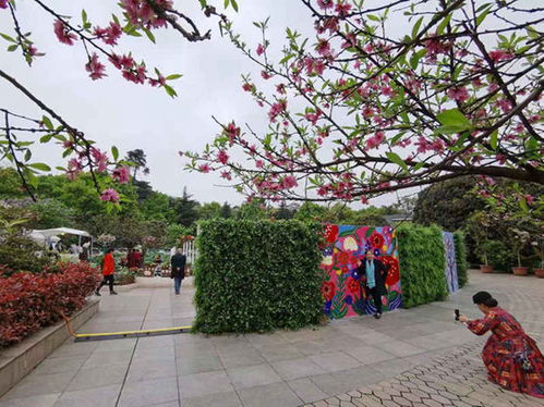 庭院绿化， 选择低矮植物