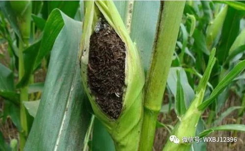 玉米生病了怎么办？这份玉米病害图片大全