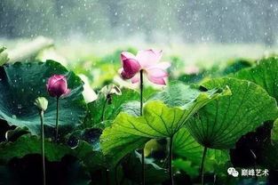 如何避免花卉枯萎