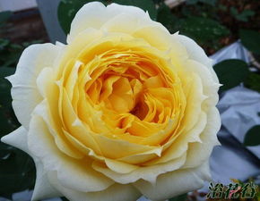 阳光古董月季， 美得像个小太阳