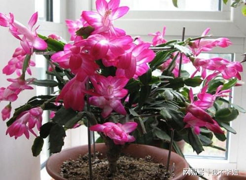 冬季花卉有哪些又好看又好养的呢？