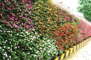 襄阳绿化植物大揭秘：常见种类大盘点