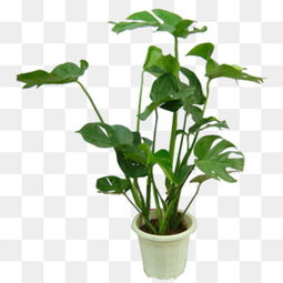 花卉图片的魅力