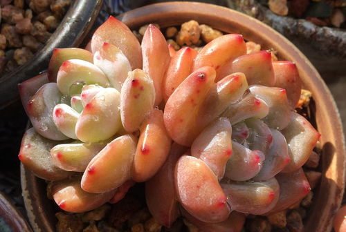 网购多肉泡多菌灵