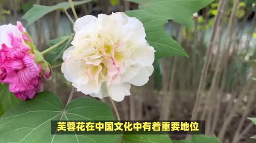 芙蓉花的花语与代表意义中，蕴含着怎样的神秘寓意