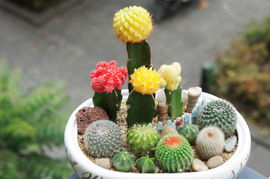 仙人掌，耐旱耐寒的好帮手