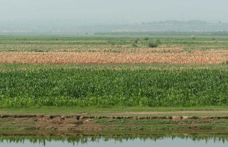 喷洒时机， 有说法