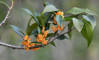 皂角籽播种的黄金季节