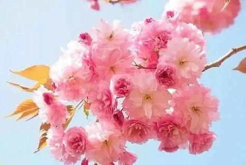 樱花之恋——花开寄情（赋予爱与祝福的精灵）