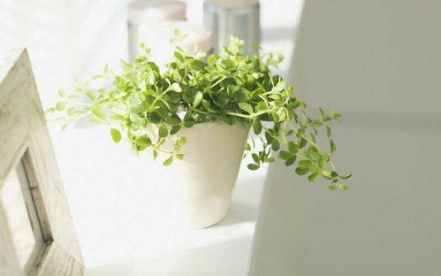 去年网购了盆栀子花， 卖家说