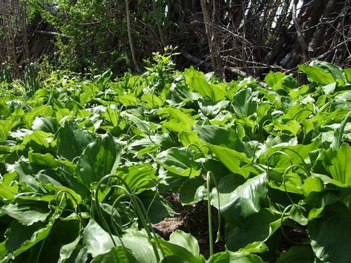 山韭种植技术中，如何根据不同生长阶段合理调整山韭栽培管理要点