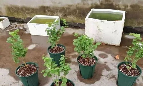 满天星如何正确浇水及养护，才能保证其花朵鲜艳且生长旺盛