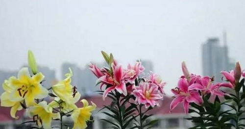 神奇的花儿，不需要打理就能四季常开？