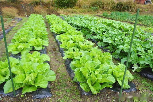 蔬菜种植最适合使用什么类型的肥料以达到最佳生长效果