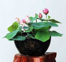 睡莲的种植技巧