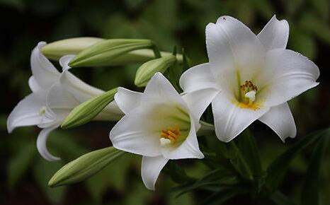 树花朵， 同盛开百合花，散发着迷人芬芳