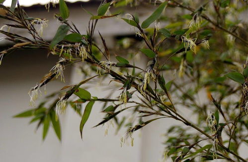 竹子开花，生机尽失