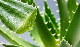 芦荟叶如何保存？拆分后