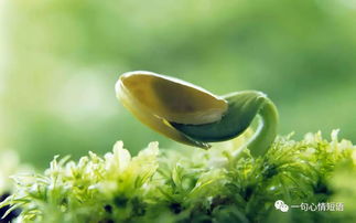 浸种播种：阳光下的舞蹈