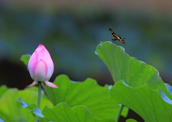牵牛花语：等待，静待花开，美好将至。
