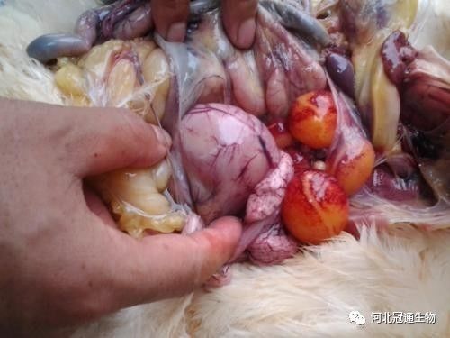 海兰鸡育雏期与产蛋期需水量关键