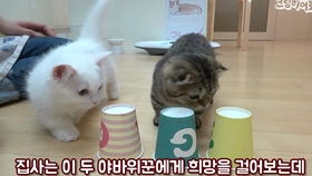 猫咪的日常饮食管理：保持健康的关键