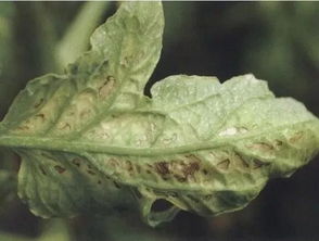 蓝色百菌清，番茄的守护神