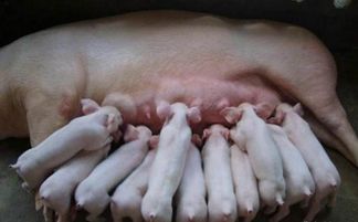 中医西医双管齐下仔猪水肿病治疗方法有何独到之处