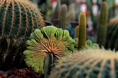 仙人掌的神奇作用