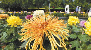 秋高气爽， 菊花飘香