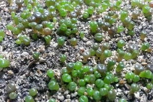 生石花种植指南：揭秘其毒性与益处！