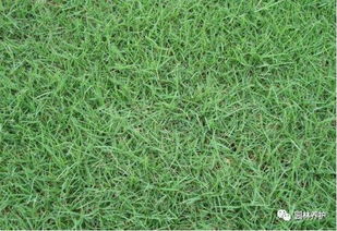 交播冷季型草是在冬季低温来临前，为了增加暖季型草坪的绿度，提高草坪利用率与观赏性，而选择一些适宜的冷季型草种在暖季型草坪上进行播种，同过管理出苗，形成冬春季临时草坪的方法。