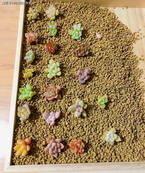 变色玫瑰如何选择合适的土壤？土壤对变色效果有影响吗