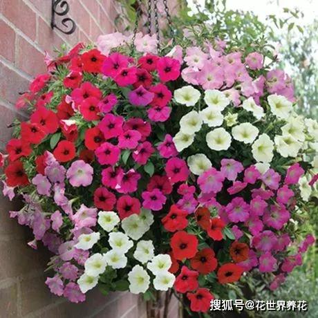 四季花卉， 各领风骚