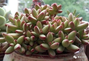 光照：太阳公公的爱