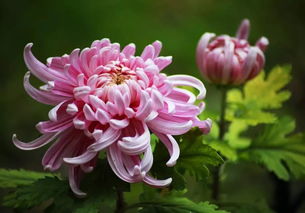 蓝目菊花语探寻：揭秘其神秘象征与意义