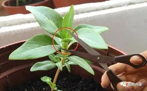 棒菊与长春花：耐寒耐热的宿根花卉