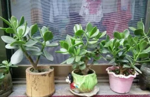 绿萝无气根扦插难生根？揭秘原因！