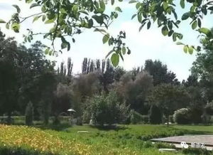 树荫绿地的魅力， 解决小区绿化难题的三招大揭秘