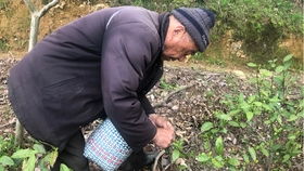 除草：去除芜杂，寻找平衡