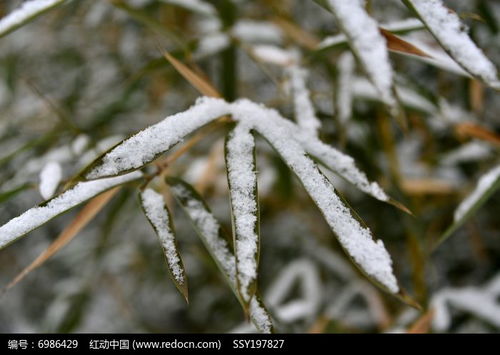 浇水要适量， 别让土壤太干