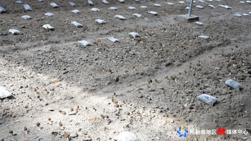 羊肚菌种植需要哪些具体条件，包括土壤、温度、湿度等