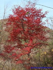 血皮槭种子发芽周期究竟有多长？