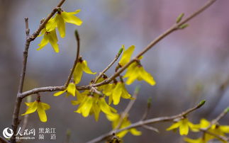 菊花寄深情，牵挂满枝头