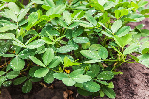 爬山虎的播种小窍门