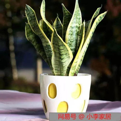 虎皮兰家族， 夜间释氧小嫩手